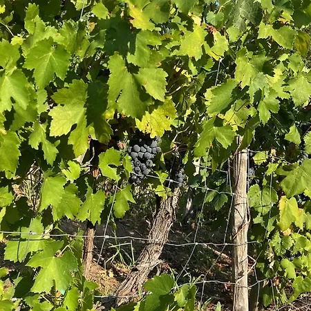 Lejlighed Carballo Alenza,2