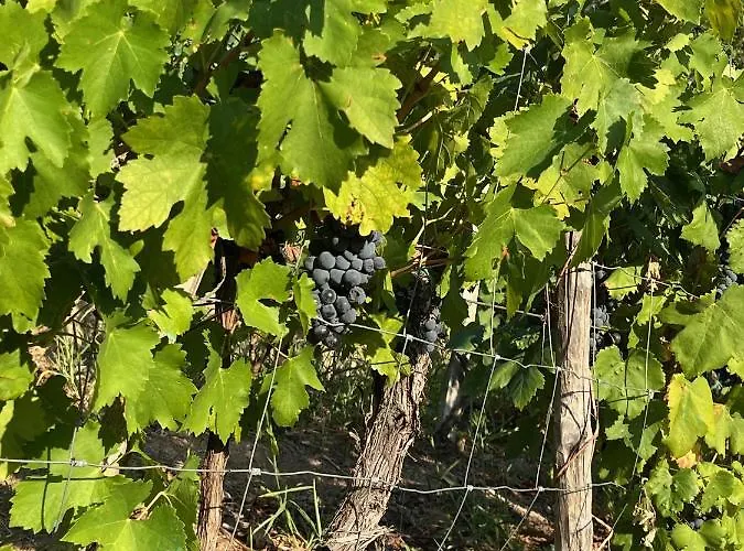 Daire Carballo Alenza,2